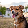 dog, canine, tongue_out, happy, outdoor, grass, field, house, tree, sunset, pet, mammal, fur, animal, portrait, sitting, nature, daylight, friendly, cute