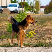 Kaïto participe au concours pour gagner de l'argent avec cette photo : dog, outdoor, grass, path, animal, pet, daylight, nature, canine, standing, tongue_out, fur, tail, ears, park, tree, vehicle, blurred_background, summer, alert