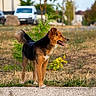dog, outdoor, grass, path, animal, pet, daylight, nature, canine, standing, tongue_out, fur, tail, ears, park, tree, vehicle, blurred_background, summer, alert