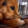 dog, close_up, profile, resting, paw, fur, eye, animal, pet, indoor, colorful, fabric, pattern, soft, calm, portrait, mammal, cute, relaxed, whiskers