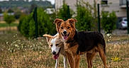 Kaïto a rejoint le concours — aidez-le/la à gagner de superbes lots ! dog, two_dogs, outdoor, grass, field, building, residential, house, greenery, tongue_out, happy, pets, animals, nature, summer, playful, companions, canine, fur, ears