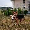 dog, two_dogs, outdoor, grass, field, building, residential, house, greenery, tongue_out, happy, pets, animals, nature, summer, playful, companions, canine, fur, ears