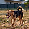 dog, animal, pet, outdoor, grass, sunlight, backyard, happy, tongue_out, ears_up, fur, tail, walking, nature, daylight, playful, canine, mammal, summer, field
