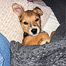puppy, dog, blanket, cozy, cute, pet, indoor, resting, fur, brown, black_nose, ears, looking, face, snuggled, comfort, textured, pillow, denim, adorable