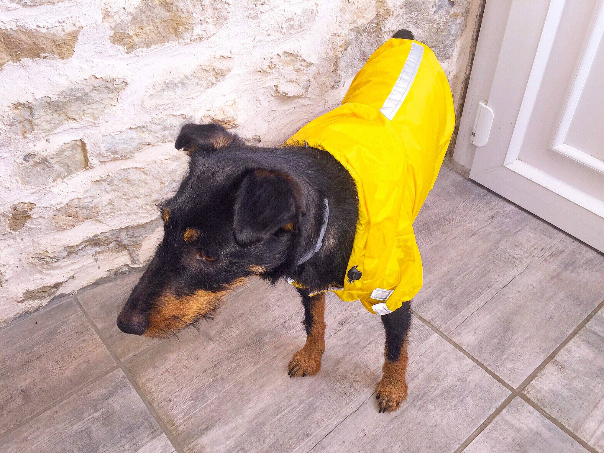 Némo a rejoint le concours — aidez-le/la à gagner de superbes lots ! canidae, carnivore, companion_dog, dog, dog_breed, dog_clothes, guard_dog, jagdterrier, miniature_pinscher, pinscher, puppy, rare_breed_dog, snout, sporting_group, tail, yellow