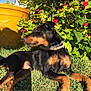 dog, grass, sunlight, outdoor, plants, flowers, yellow_pot, black_fur, tan_fur, collar, relaxed, side_view, nature, pet, canine, garden, summer, daylight, greenery, leaves