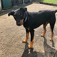Némo a rejoint le concours — aidez-le/la à gagner de superbes lots ! dog, pet, black_and_tan, outdoor, concrete, sunlight, shadow, curious, backyard, garden_tools, chair, greenery, collar, standing, daylight, canine, fur, ears, tail, expression