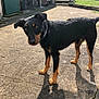 dog, pet, black_and_tan, outdoor, concrete, sunlight, shadow, curious, backyard, garden_tools, chair, greenery, collar, standing, daylight, canine, fur, ears, tail, expression