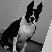 Mya participe au concours pour gagner de l'argent avec cette photo : dog, black_and_white, indoor, pet, animal, sitting, floor, ears_up, looking_at_camera, monochrome, wall, door, quiet, calm, portrait, canine, domestic_animal, companion, house, paw