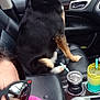 woman, selfie, sunglasses, dog, car_interior, passenger_seat, black_dog, tan_markings, cup_holder, drink, straw, parking_lot, window, seat, leather_seat, pink_shirt, reflection, casual, pet, vehicle
