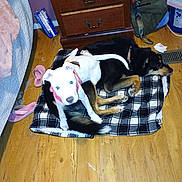 Penelope is registered to the contest to win money with this photo: dog, puppy, black_dog, white_dog, blue_eyes, blanket, wooden_floor, furniture, dresser, slippers, indoor, pet, floor, collar, resting, playing, animal, domestic, cute, companion