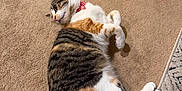 Roxy is registered to the contest to win money with this photo: cat, calico_cat, pet, carpet, rug, tile_floor, collar, pink_collar, lying_down, belly, paws, tail, indoor, home_interior, fur, striped_pattern, relaxed, whiskers, playful, floor
