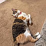 cat, calico_cat, pet, carpet, rug, tile_floor, collar, pink_collar, lying_down, belly, paws, tail, indoor, home_interior, fur, striped_pattern, relaxed, whiskers, playful, floor