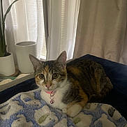 Roxy joined the competition — help win amazing prizes! cat, calico_cat, pet, blanket, collar, bell, indoor, curtain, plant, couch, cozy, big_eyes, whiskers, fur, portrait, resting, domestic, furniture, soft_texture, window