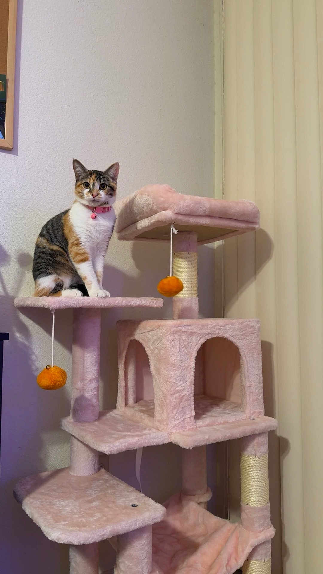 Roxy joined the competition — help win amazing prizes! cat, calico_cat, cat_tree, pet, pink, collar, bell, toy_ball, plush, indoor, vertical_blinds, wall, sitting, looking_at_camera, whiskers, ears, paws, furniture, home_interior, cute