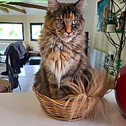 Urka participe au concours pour gagner de l'argent avec cette photo : basket, cat, coat, curtain, cute, decor, domestic_animal, ears, feline, fluffy, furniture, indoor, living_room, maine_coon, pet, plant, table, tail, whiskers, window