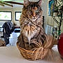 basket, cat, coat, curtain, cute, decor, domestic_animal, ears, feline, fluffy, furniture, indoor, living_room, maine_coon, pet, plant, table, tail, whiskers, window