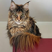 Urka a rejoint le concours — aidez-le/la à gagner de superbes lots ! alert, animal, bushy_tail, cat, domestic, ears, feline, fluffy, green_eyes, household, indoor, long_hair, looking, pet, portrait, red_cabinet, resting, tail, tufted_ears, whiskers