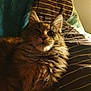 Urka a rejoint le concours — aidez-le/la à gagner de superbes lots ! animal, bed, blanket, cat, closeup, cozy, cute, domestic, ears, feline, fluffy, fur, indoor, mammal, pet, portrait, relaxed, sleepy, striped, whiskers