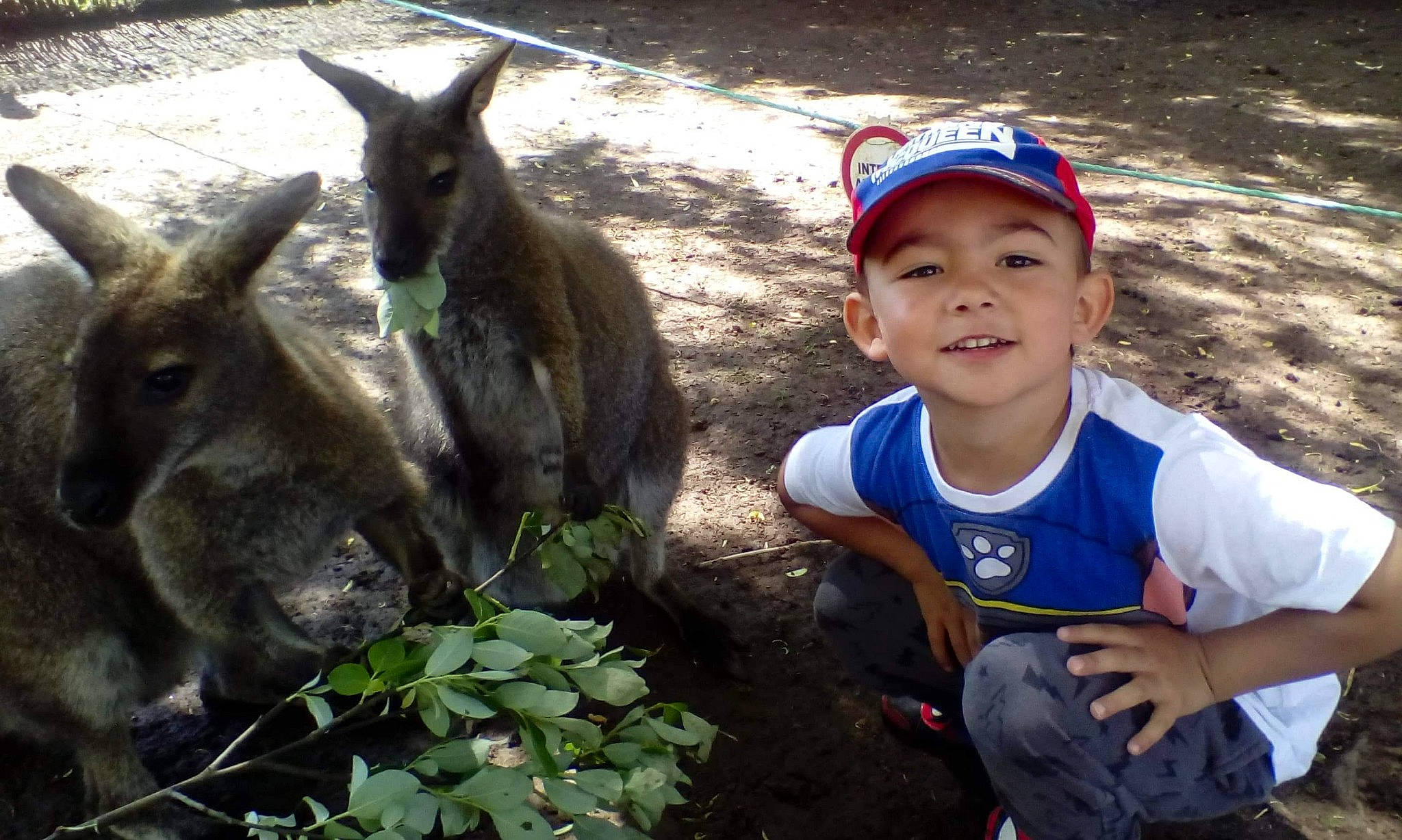 Lucas a rejoint le concours — aidez-le/la à gagner de superbes lots ! headwear, livestock, mammal, person, vertebrate