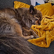 Caramel participe au concours pour gagner de l'argent avec cette photo : abyssinian, animal, blanket, canine, cat, chair, couch, dog, furniture, homedecor, indoors, interiordesign, kitten, linen, manx, person, pet, quilt, sleeping, towel