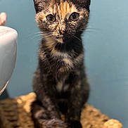 Pebbles is registered to the contest to win money with this photo: animal, attention, basket, blue_background, cat, closeup, curious, cute, domestic, ears, eyes, feline, fur, furniture, indoor, pet, portrait, sitting, tortoiseshell, whiskers