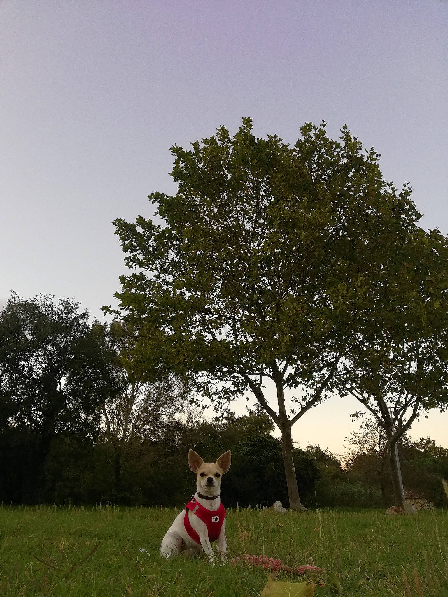 Paao participe au concours pour gagner de l'argent avec cette photo : branch, canidae, carnivore, dog, dog_breed, field, grass, grassland, green, meadow, pasture, plant, rat_terrier, shrub, sky, sporting_group, spring, terrier, tree, woody_plant