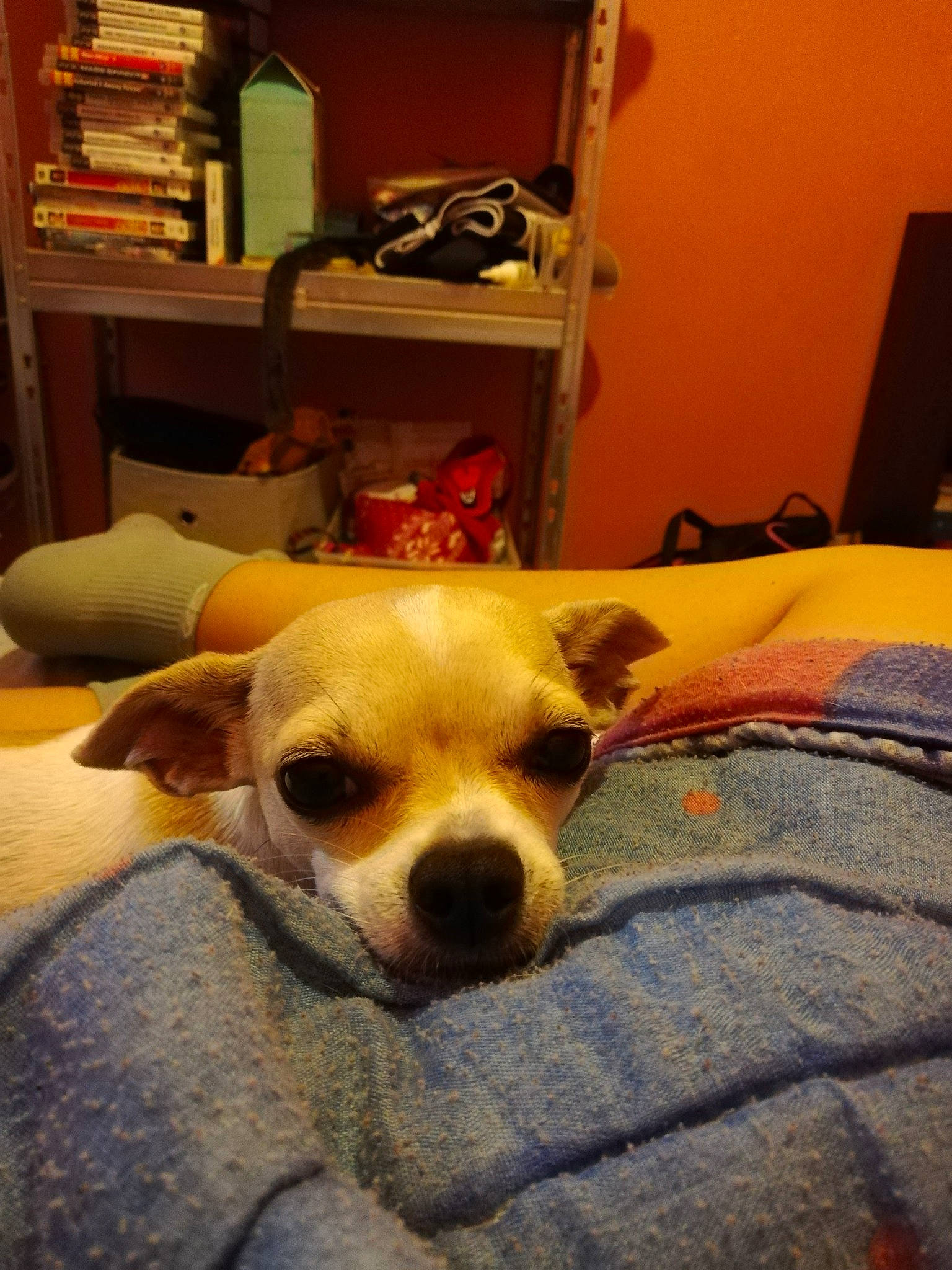 Paao participe au concours pour gagner de l'argent avec cette photo : canidae, carnivore, chihuahua, companion_dog, dog, dog_breed, ear, fawn, mammal, nose, puppy, snout, toy_dog