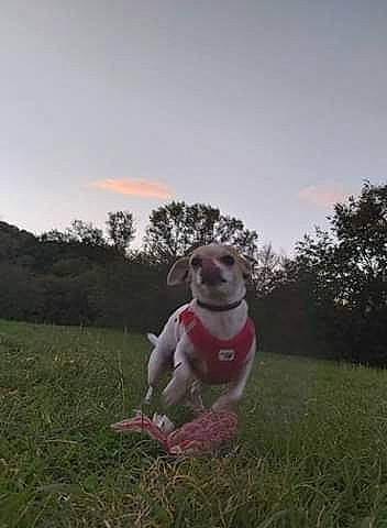 Paao a rejoint le concours — aidez-le/la à gagner de superbes lots ! canidae, carnivore, companion_dog, dog, dog_breed, grass, jack_russell_terrier, photography, plant, pointer, sporting_group