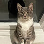 Neïko a rejoint le concours — aidez-le/la à gagner de superbes lots ! abyssinian, angora, animal, cat, hardwood, kitten, manx, pet, siamese, wood