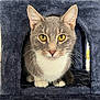 abyssinian, angora, animal, armchair, blanket, cat, chair, couch, cushion, furniture, homedecor, kitten, manx, person, pet, siamese