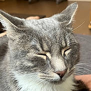Neïko participe au concours pour gagner de l'argent avec cette photo : abyssinian, angora, animal, brasssection, cat, couch, egyptiancat, furniture, gray, hardwood, horn, kitten, manx, musicalinstrument, person, pet, siamese, sleeping, snout, wood
