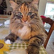 Nova a rejoint le concours — aidez-le/la à gagner de superbes lots ! cat, fluffy, tabby, green_eyes, white_paws, table, tablecloth, sunflower_pattern, indoor, chair, furniture, pet, close_up, whiskers, fur, relaxed, domestic_animal, looking_at_camera, home, cute