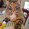 cat, fluffy, tabby, green_eyes, white_paws, table, tablecloth, sunflower_pattern, indoor, chair, furniture, pet, close_up, whiskers, fur, relaxed, domestic_animal, looking_at_camera, home, cute