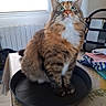 Nova a rejoint le concours — aidez-le/la à gagner de superbes lots ! cat, tabby, green_eyes, fluffy, sitting, indoor, tray, table, curious, looking_up, window, handbag, towels, furniture, domestic, pet, fur, whiskers, paws, household