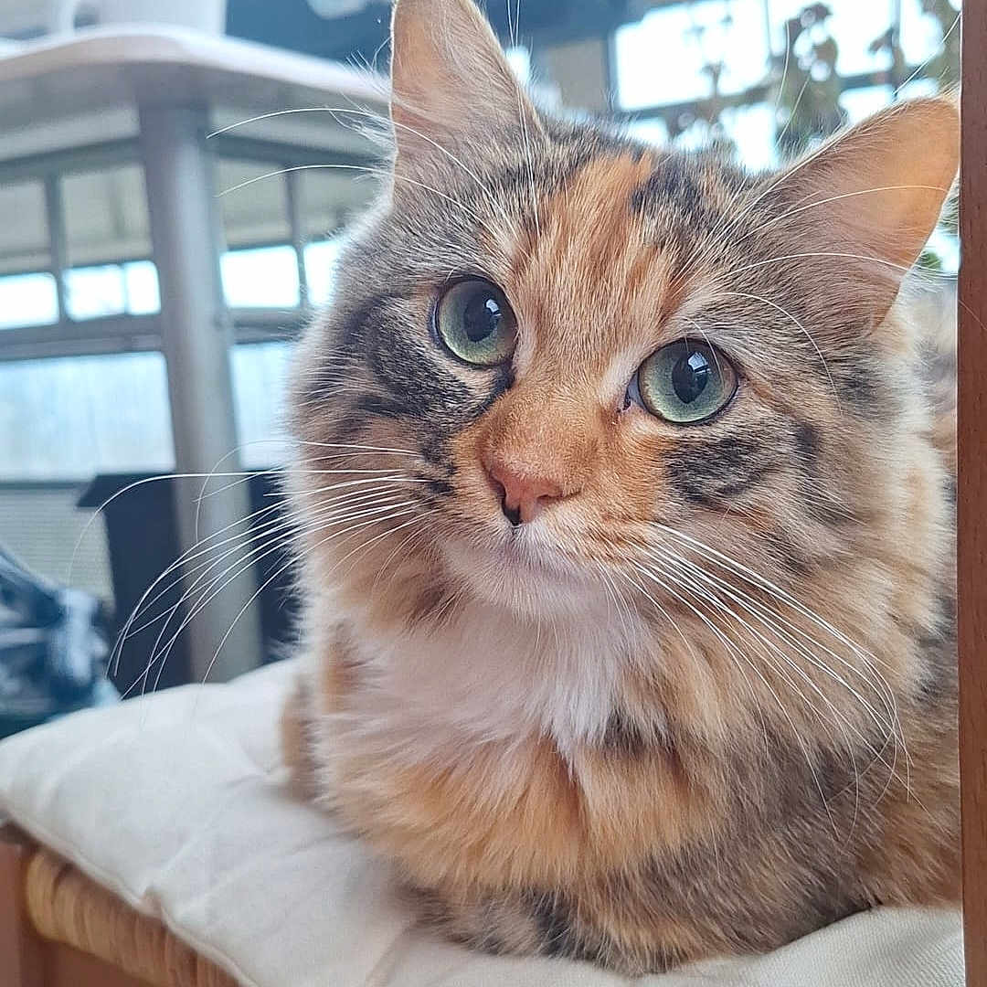 Nova a rejoint le concours — aidez-le/la à gagner de superbes lots ! cat, fluffy, green_eyes, indoor, cushion, chair, furniture, pet, tabby, closeup, whiskers, cute, relaxed, domestic_animal, animal, portrait, feline, stripes, soft, curious