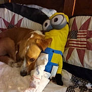 Toby joined the competition — help win amazing prizes! animal, bed, blanket, brown_dog, comfort, cozy, dog, fabric, home, indoor, minion, pattern, pet, plush_toy, quilt, resting, sleepy, stuffed_animal, toy, wood