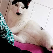 Nina participe au concours pour gagner de l'argent avec cette photo : cat, white_cat, black_markings, indoor, pet, feline, tongue_out, relaxed, lying_down, pink_surface, green_fabric, curious, closeup, fur, animal, whiskers, ears, eye_contact, soft_texture, domestic