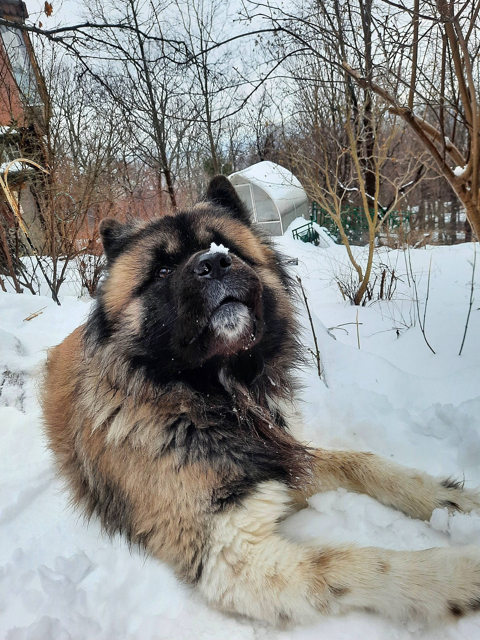 Moose is registered to the contest to win money with this photo: ancient_dog_breeds, canidae, carnivore, caucasian_shepherd_dog, companion_dog, dog, dog_breed, freezing, fur, giant_dog_breed, herding_dog, sky, snout, snow, sporting_group, tree, twig, winter, working_animal, working_dog