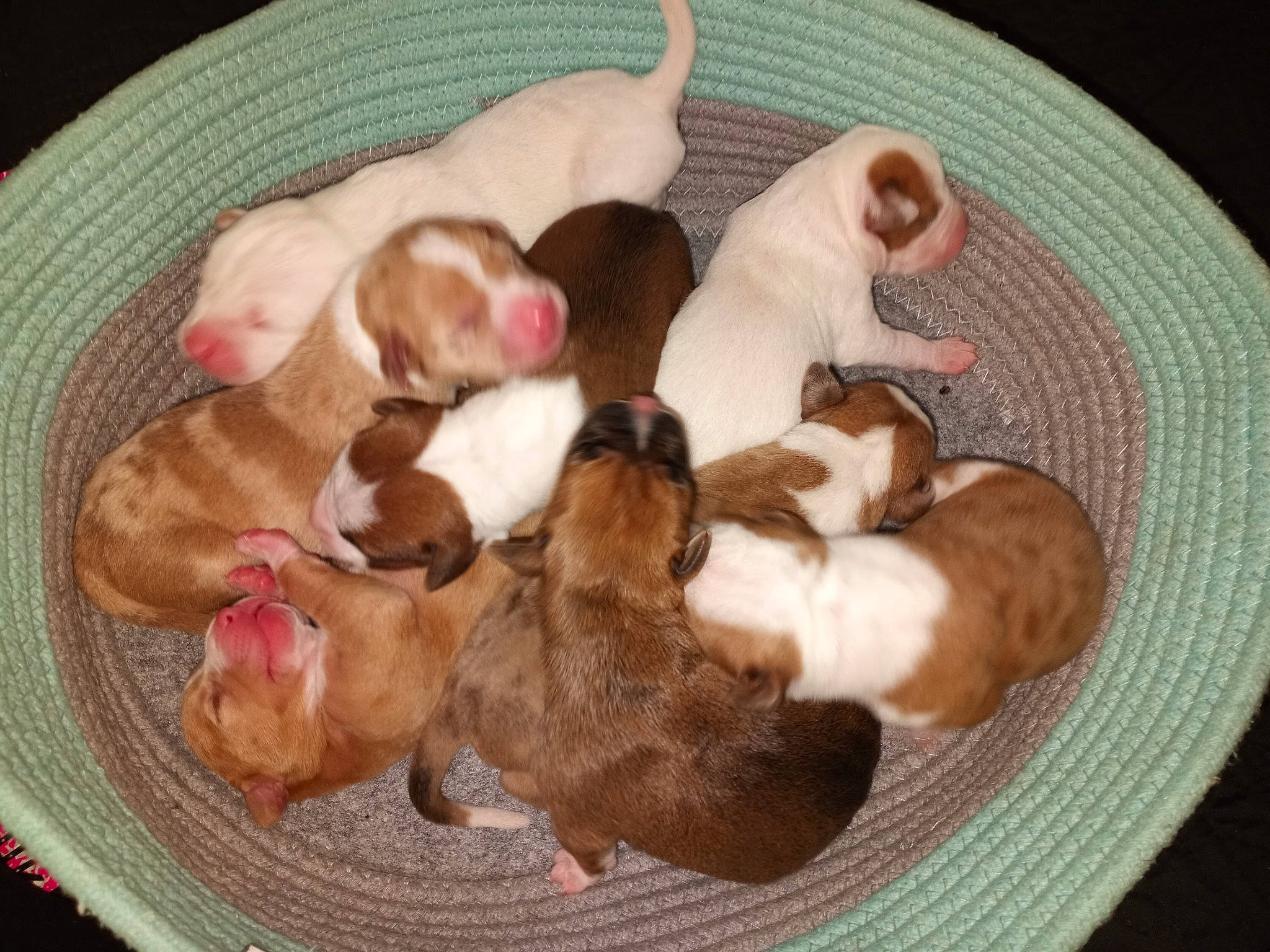 Puppies joined the competition — help win amazing prizes! canidae, carnivore, comfort, companion_dog, dog, dog_bed, dog_breed, dog_supply, fawn, linens, liver, nap, non_sporting_group, paw, pet_supply, snout, sporting_group, tail, toy_dog, working_animal