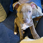 Atos a rejoint le concours — aidez-le/la à gagner de superbes lots ! puppy, dog, blue_couch, blanket, indoor, pet, young_dog, fur, ears, eyes, cute, playful, canine, animal, looking_up, paw, white_patch, cozy, home, comfort