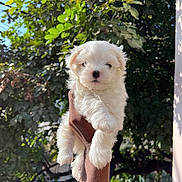 Arora is registered to the contest to win money with this photo: dog, puppy, white_dog, fluffy, cute, small_dog, pet, hand, human_hand, holding, outdoors, tree, leaves, greenery, sunlight, portrait, closeup, backyard, fur, nose