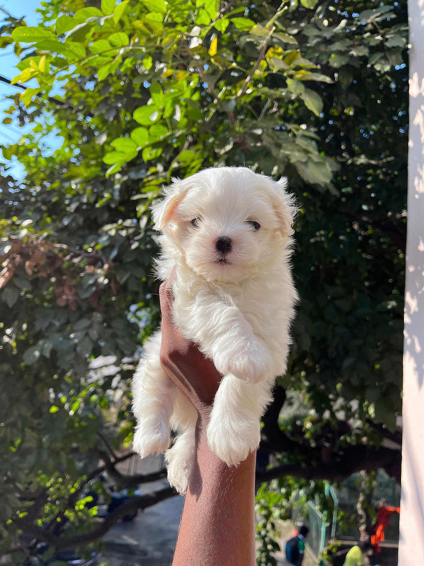 Arora is registered to the contest to win money with this photo: dog, puppy, white_dog, fluffy, cute, small_dog, pet, hand, human_hand, holding, outdoors, tree, leaves, greenery, sunlight, portrait, closeup, backyard, fur, nose