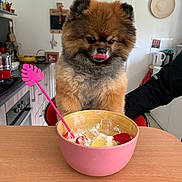 Oslo participe au concours pour gagner de l'argent avec cette photo : dog, fluffy, kitchen, table, bowl, strawberries, cream, tongue_out, cute, pet, food, pink, wooden_table, indoor, fur, animal, chair, person_arm, appliance, home