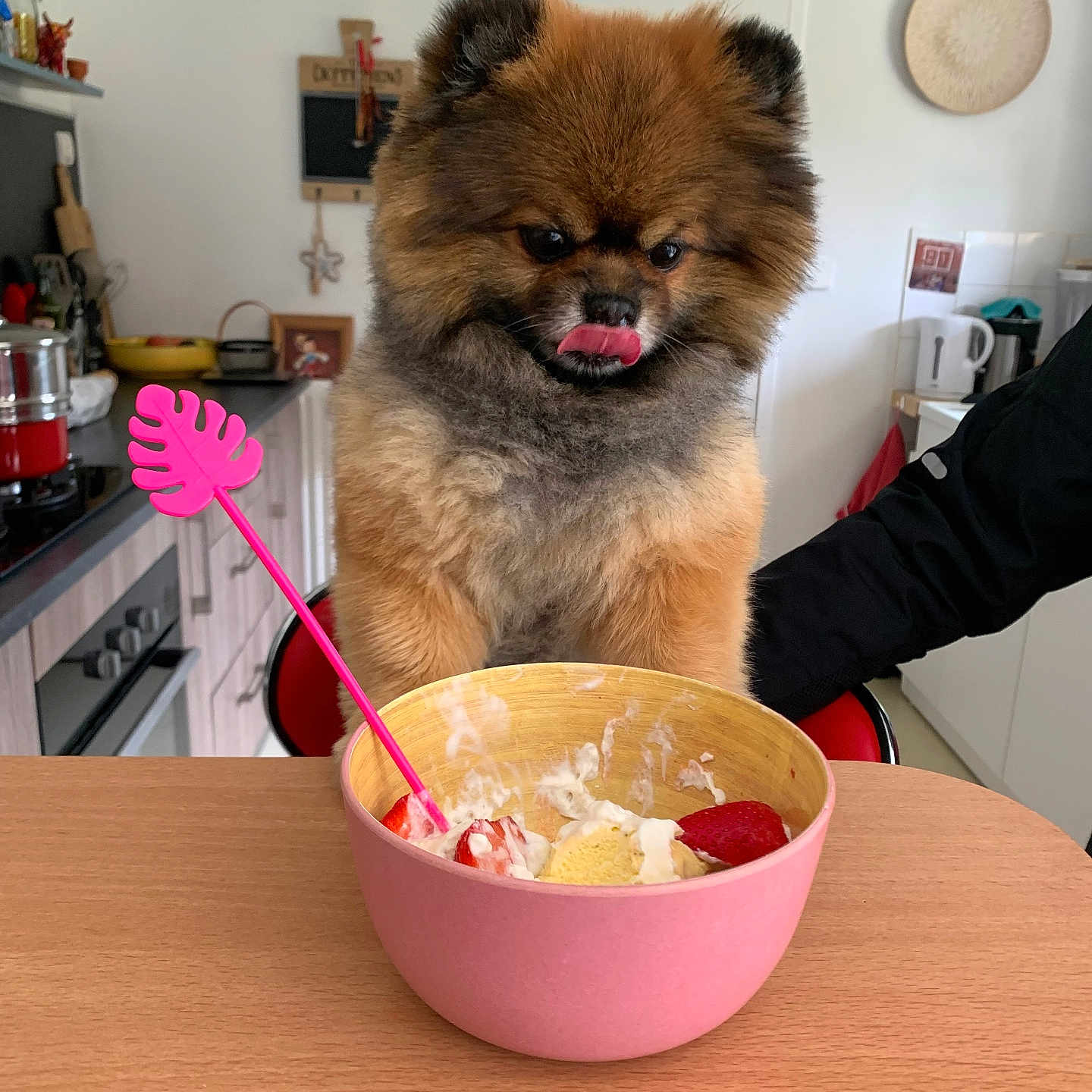 Oslo participe au concours pour gagner de l'argent avec cette photo : animal, appliance, bowl, chair, cream, cute, dog, fluffy, food, fur, home, indoor, kitchen, person_arm, pet, pink, strawberries, table, tongue_out, wooden_table