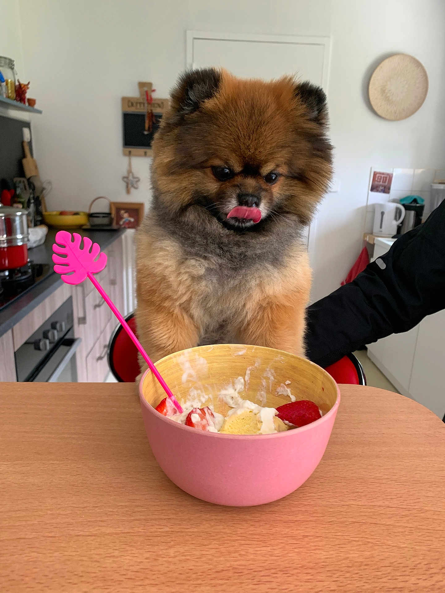 Oslo participe au concours pour gagner de l'argent avec cette photo : dog, fluffy, kitchen, table, bowl, strawberries, cream, tongue_out, cute, pet, food, pink, wooden_table, indoor, fur, animal, chair, person_arm, appliance, home