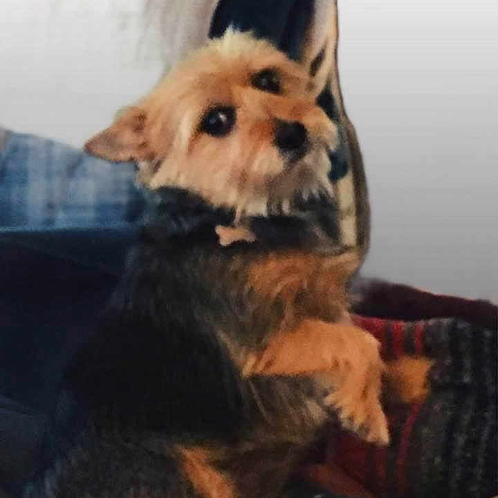 Missy is registered to the contest to win money with this photo: affenpinscher, airedale, animal, ball, canine, chair, chihuahua, couch, cushion, dog, furniture, germanshepherd, homedecor, hound, pet, puppy, sport, tennis, tennisball, terrier