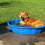 Rajah joined the competition — help win amazing prizes! animal, backyard, blue_pool, canine, daytime, dog, fence, golden_retriever, grass, happy, nature, outdoor, pet, pool, relaxing, summer, sunny, tongue_out, water, wet