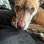 animal, brown_dog, canine, close_up, comfort, couch, dog, domestic, ears, eyes, face, fur, home, indoor, nose, pet, pillow, portrait, relaxed, resting