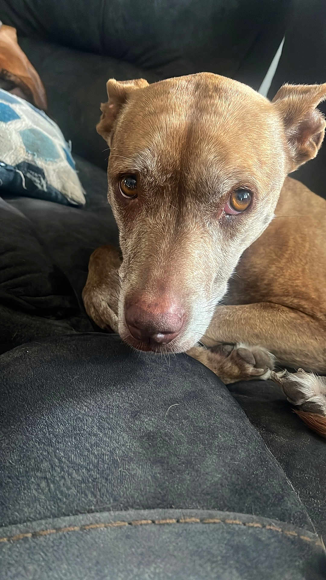Ember